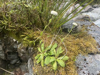 Craspedia uniflora, photographed by Greg Jack