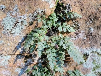 Asplenium montanum, photographed by Elias