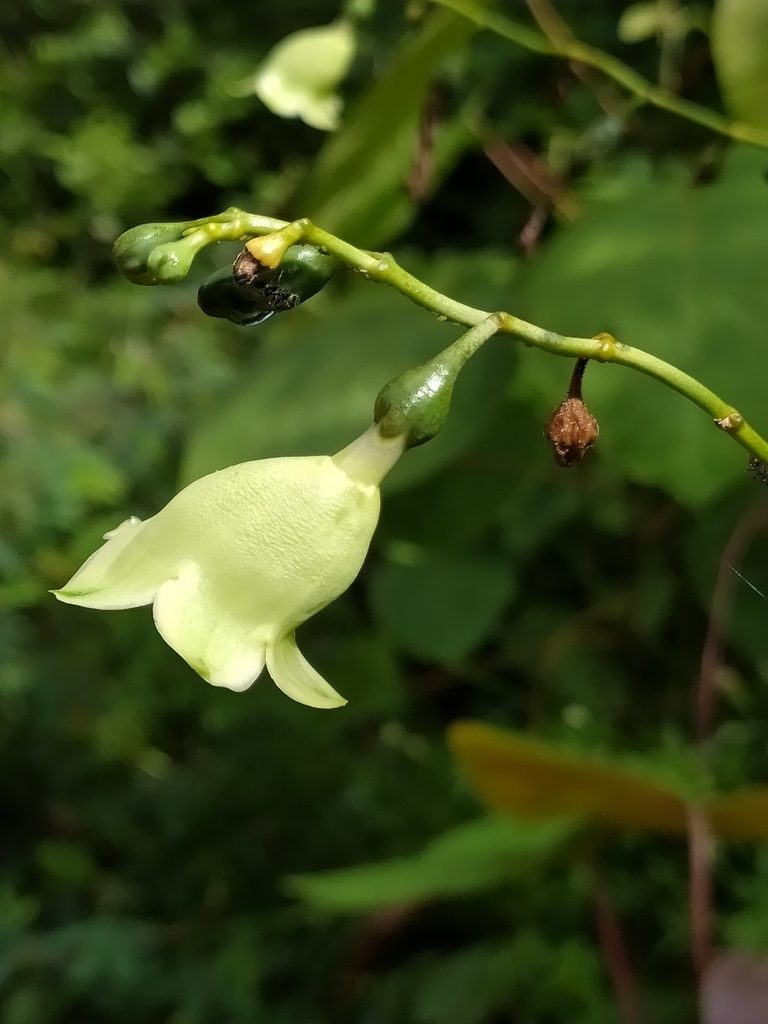 Helia grandiflora, photographed by Guillaume Delaitre