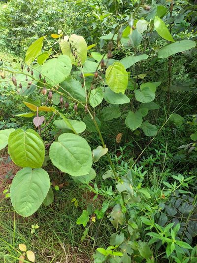Helia grandiflora, photographed by Guillaume Delaitre
