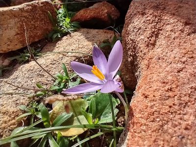 Crocus minimus, photographed by Mustapha