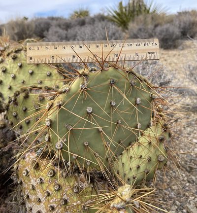 Opuntia curvispina, photographed by Henrik Kibak