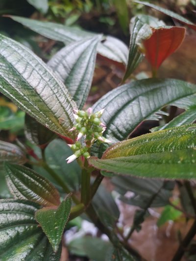 Aciotis purpurascens, photographed by Guillaume Delaitre