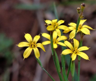 Sisyrinchium pachyrhizum, photographed by Hugo Hulsberg
