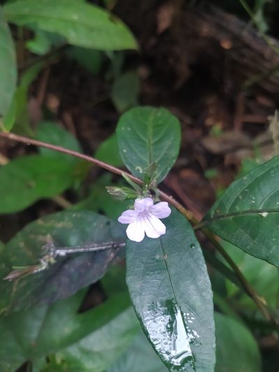 Ruellia rubra, photographed by Guillaume Delaitre