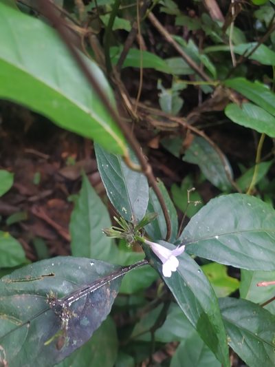 Ruellia rubra, photographed by Guillaume Delaitre