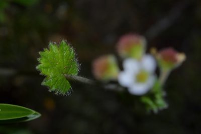 Geum cockaynei, photographed by Christopher Stephens
