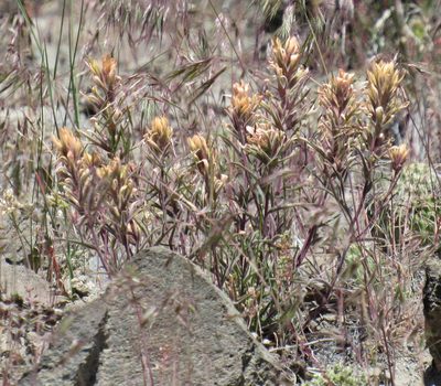 Castilleja angustifolia, photographed by Wendy McCrady