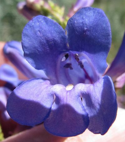 Penstemon cyaneus, photographed by Wendy McCrady
