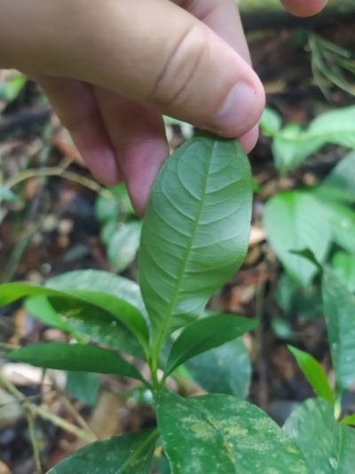 Eumachia kappleri, photographed by Guillaume Delaitre