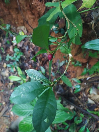 Eumachia kappleri, photographed by Guillaume Delaitre