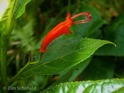 Gesneria ventricosa, photographed by Dan Schofield