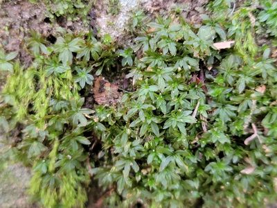 Atrichum crispum, photographed by Elias