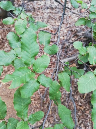 Nothofagus glauca, photographed by Fernanda Isidora Améstica Rojas