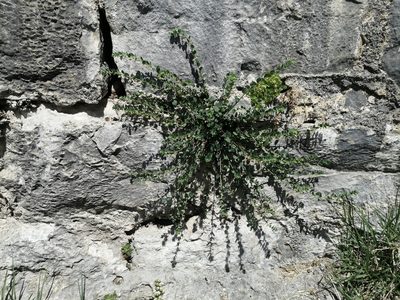 Andrachne telephioides, photographed by Flora_DUMO