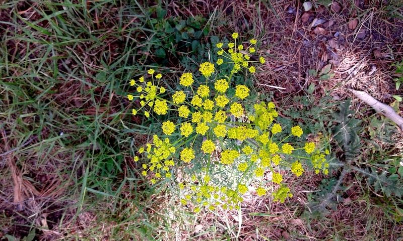 Chaerophyllum coloratum, photographed by Flora_DUMO