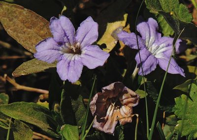 Ruellia erythropus, photographed by Hugo Hulsberg