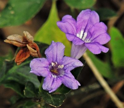 Ruellia erythropus, photographed by Hugo Hulsberg