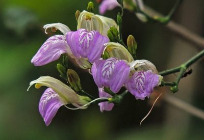 Justicia kuntzei, photographed by Hugo Hulsberg