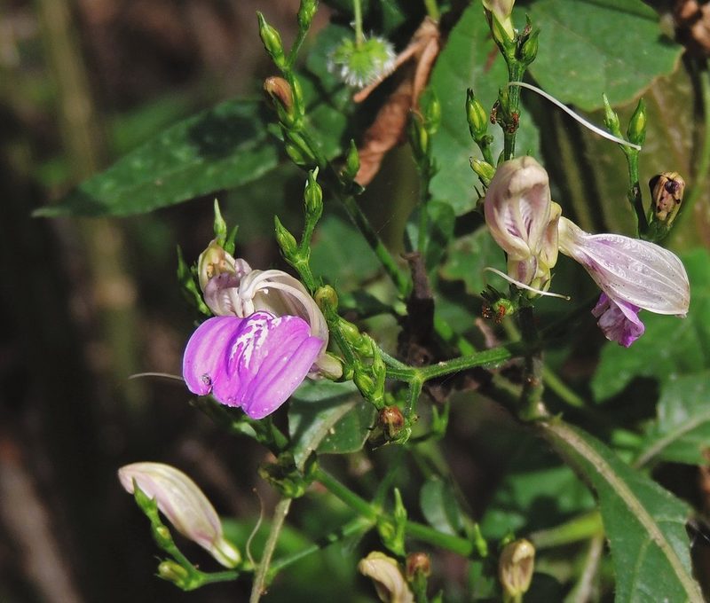 Justicia kuntzei, photographed by Hugo Hulsberg