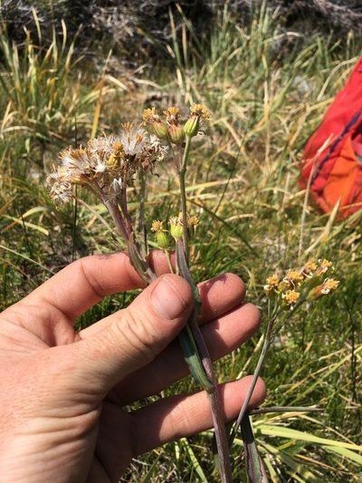 Senecio hydrophilus, photographed by Martin Purdy