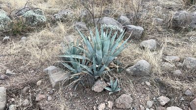 Agave chrysantha, photographed by Ian McFaul