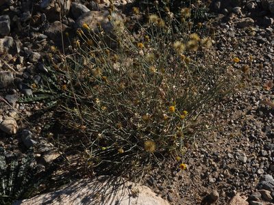 Porophyllum scoparium, photographed by Leticia Jiménez Hernández