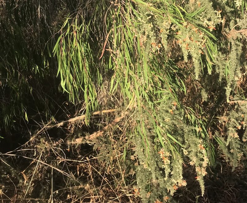 Jacksonia furcellata, photographed by Ann Bentley