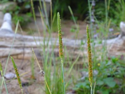 Alopecurus aequalis, photographed by Reuven Martin