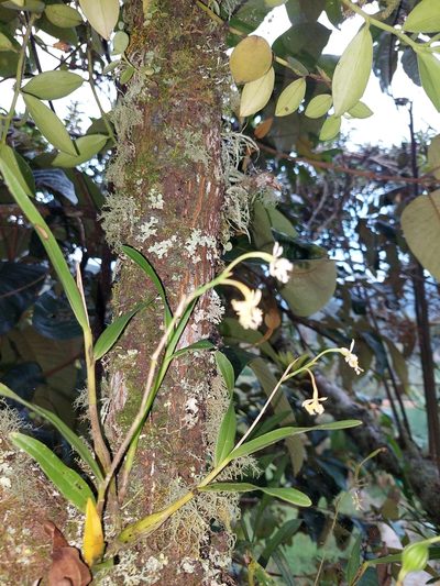 Epidendrum blepharistes, photographed by Daniel Mesa