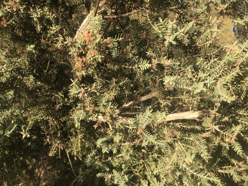 Melaleuca cuticularis, photographed by Ann Bentley