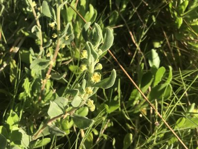 Tetragonia decumbens, photographed by Ann Bentley