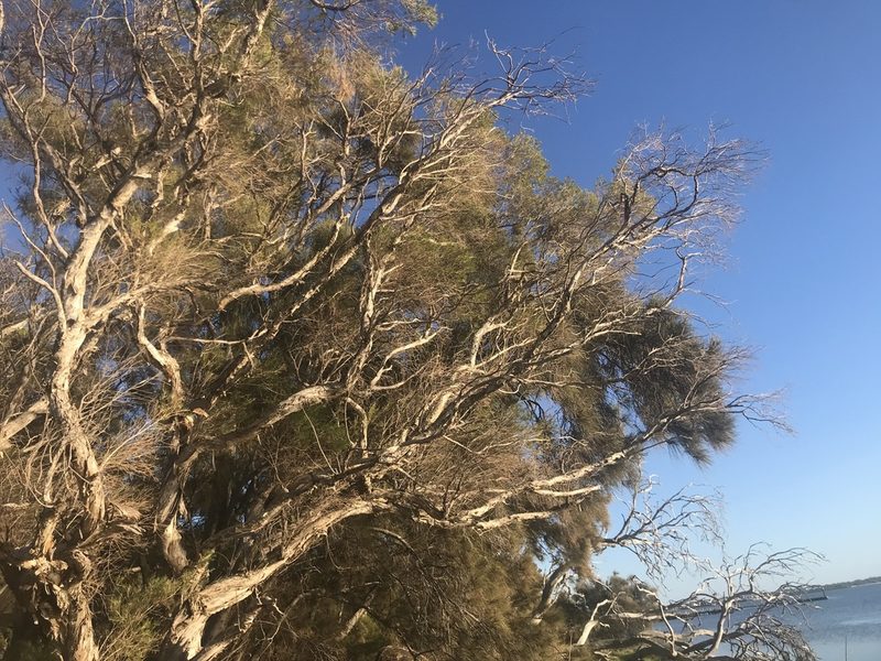 Melaleuca rhaphiophylla, photographed by Ann Bentley