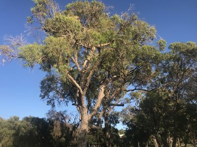 Eucalyptus gomphocephala, photographed by Ann Bentley