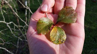 Crataegus viridis, photographed by pintobeans