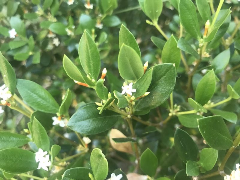 Alyxia buxifolia, photographed by Ann Bentley
