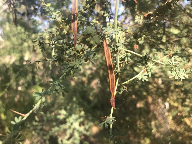 Acacia pulchella, photographed by Ann Bentley