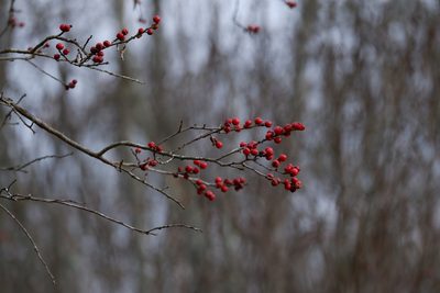 Ilex verticillata, photographed by Bonnie Semmling