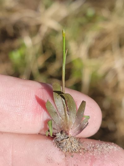 Xyris flabelliformis, photographed by Jay Horn