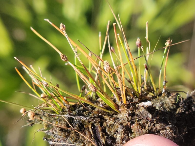 Eleocharis atropurpurea, photographed by Jay Horn