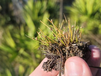 Eleocharis atropurpurea, photographed by Jay Horn