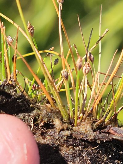 Eleocharis atropurpurea, photographed by Jay Horn
