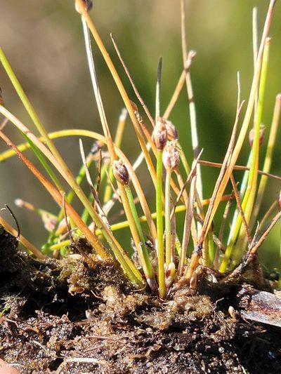 Eleocharis atropurpurea, photographed by Jay Horn