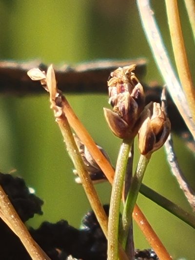 Eleocharis atropurpurea, photographed by Jay Horn