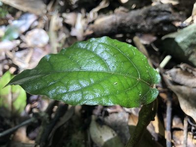 Aristolochia praevenosa, photographed by Samuel Frankel