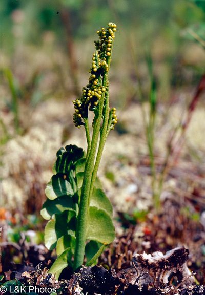 Botrychium neolunaria, photographed by lallen