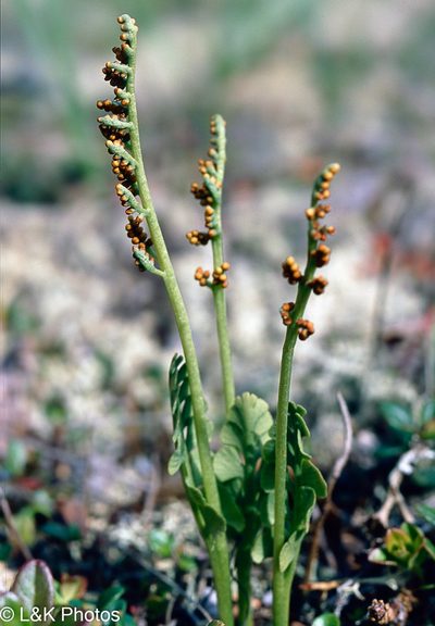 Botrychium neolunaria, photographed by lallen