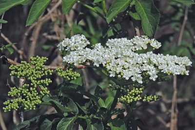Sambucus peruviana, photographed by Hugo Hulsberg