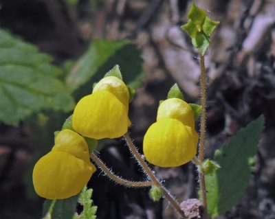 Calceolaria elatior, photographed by Hugo Hulsberg