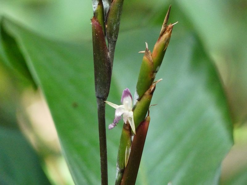 Ischnosiphon petiolatus, photographed by Guillaume Delaitre
